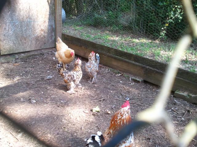 63954_2011-08-03_102111.jpg