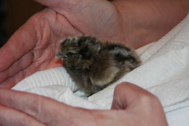 63999_april_silkie_4.jpg