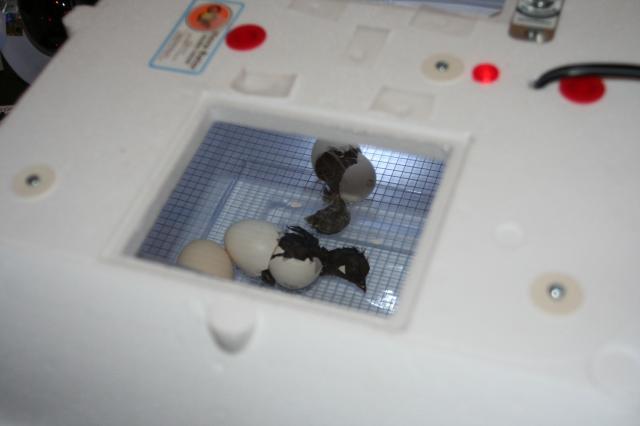 63999_img_1047.jpg