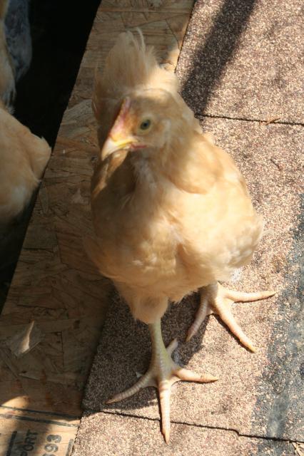 63999_img_1165.jpg