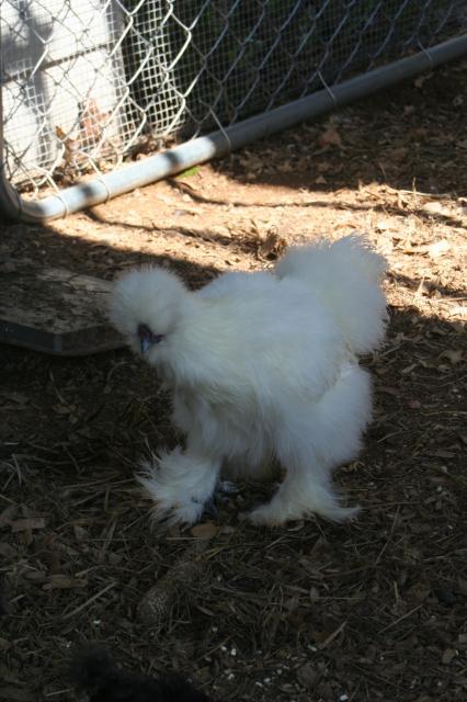 63999_img_1363.jpg