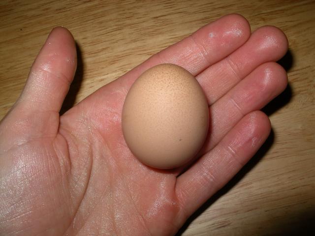 64005_ziggys_first_egg.jpg