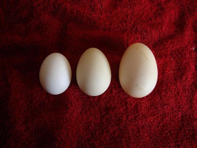 64033_eggs.jpg