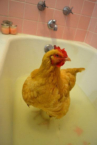 64058_scarlettubsm.jpg