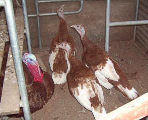 6412_boubon_red_turkeys_048.jpg