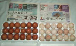 6412_cuckoo_marans_jersey_giant_eggs.jpg