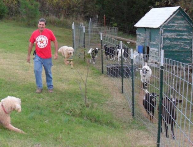 6412_gerald_komondors_goats.jpg