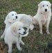 6412_pyrenees_trio.jpg