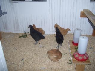 64132_the_girls_first_time_in_coop.jpg