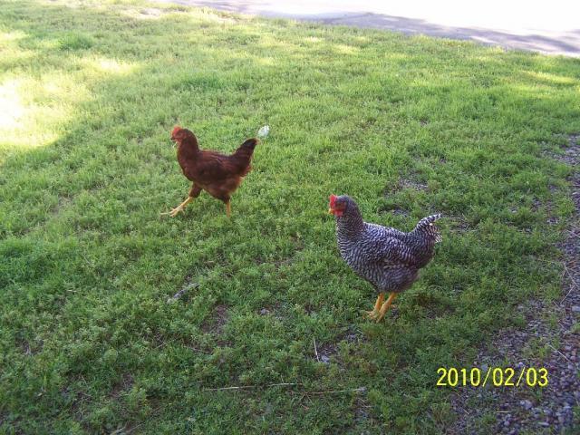 64157_roosters.jpg