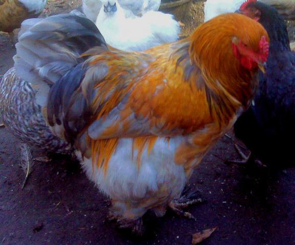 64161_1223.jpg