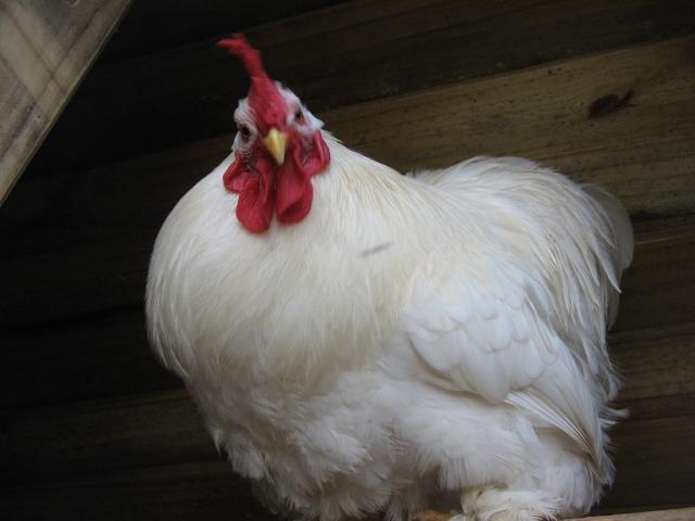 64161_white_cochin_roo.jpg