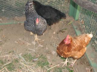 64297_img_3697.jpg