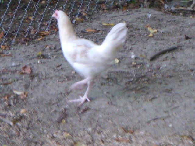 64332_0809111950.jpg