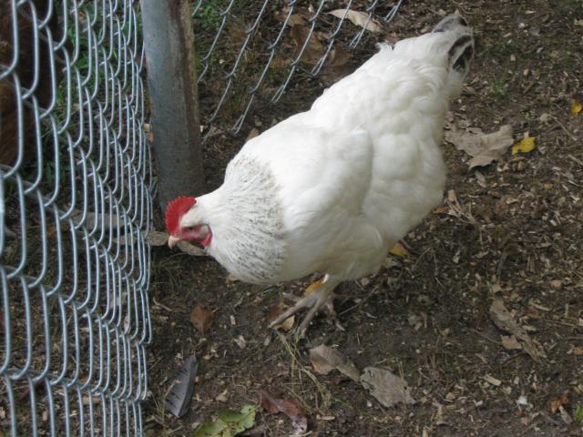 64332_n_chicks_007.jpg