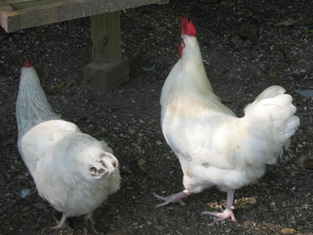 64332_n_chicks_011.jpg