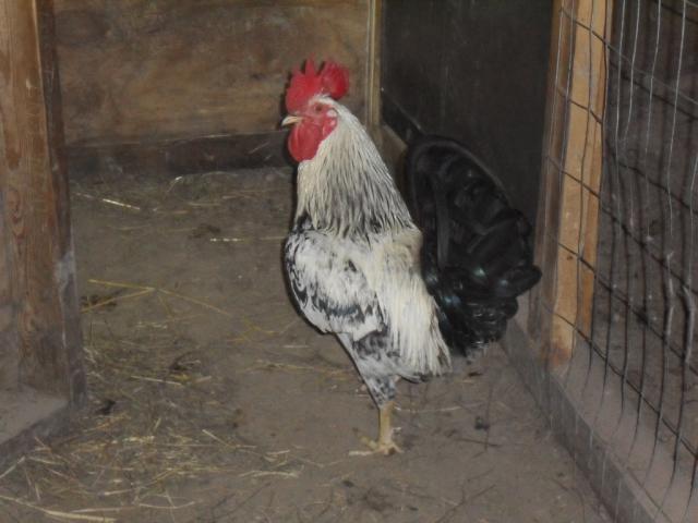 64357_animals_023.jpg