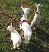 64357_baby_goats.jpg