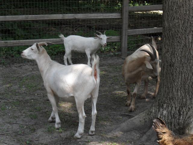 64357_goatsflowers_017.jpg
