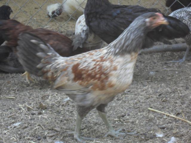 64357_goatsflowers_117.jpg
