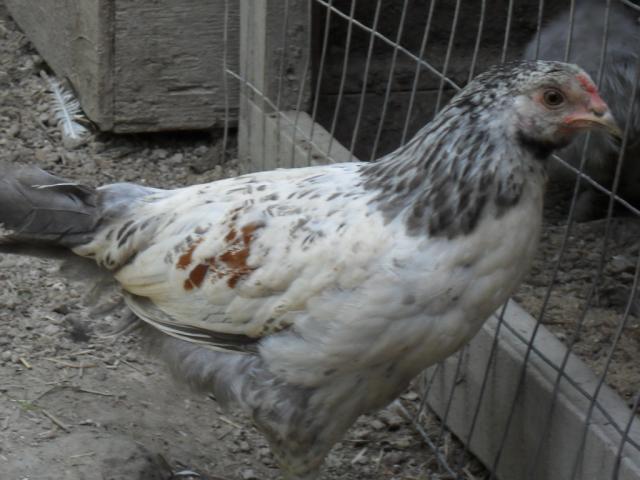 64357_goatsflowers_119.jpg