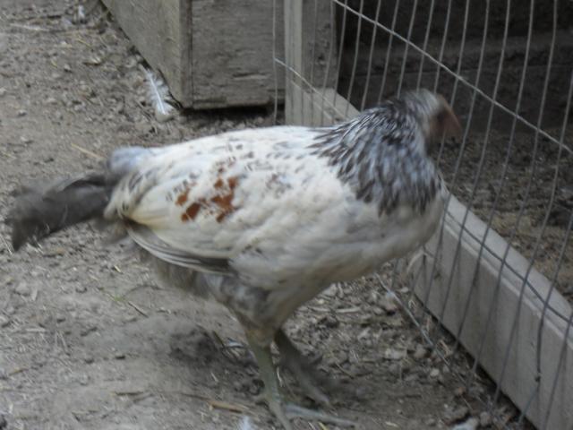64357_goatsflowers_120.jpg