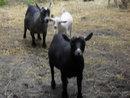 64357_lily_adia_and_precious.jpg