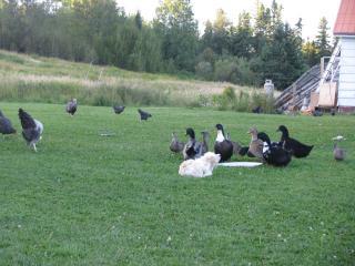 64425_deer_chickens_maviss_174.jpg