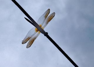 64476_001.jpg