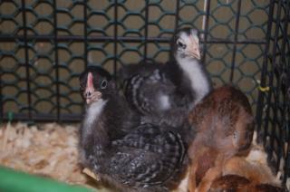 64476_chicks_013.jpg