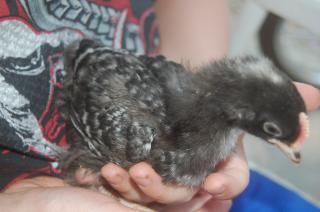 64476_chicks_014.jpg