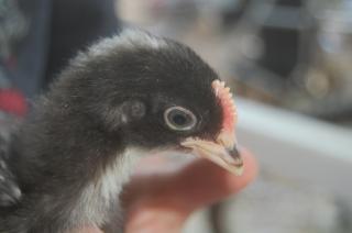 64476_chicks_015.jpg