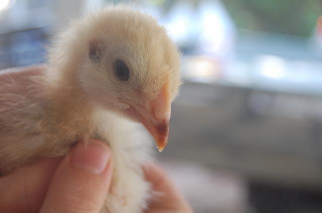 64476_chicks_017.jpg