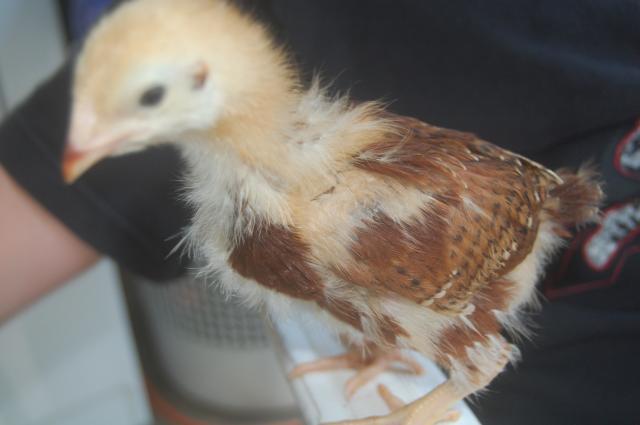 64476_chicks_021.jpg
