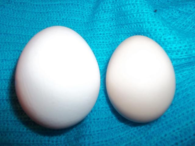 64479_100_0642.jpg