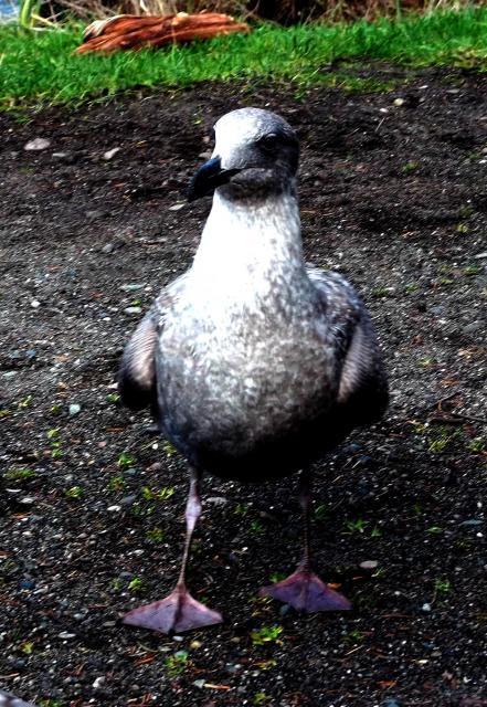 64479_seagull.jpg