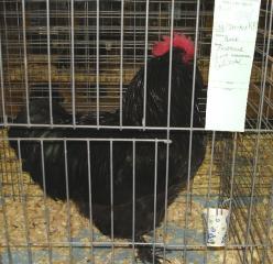 6449_black_fav_cockerel_bluebonnet_show.jpg