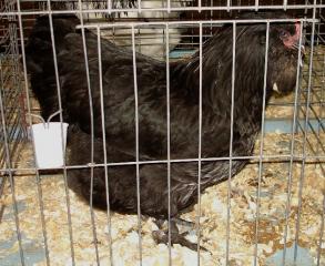 6449_black_fav_pullet_bluebonnet_show.jpg