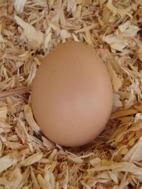 64552_first_egg_006.jpg