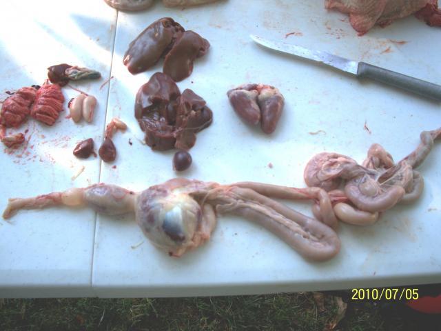 6459_meat_chickens_processing_017.jpg