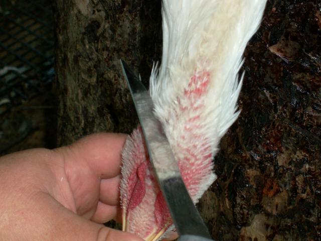 6459_meat_chickens_processing_041.jpg