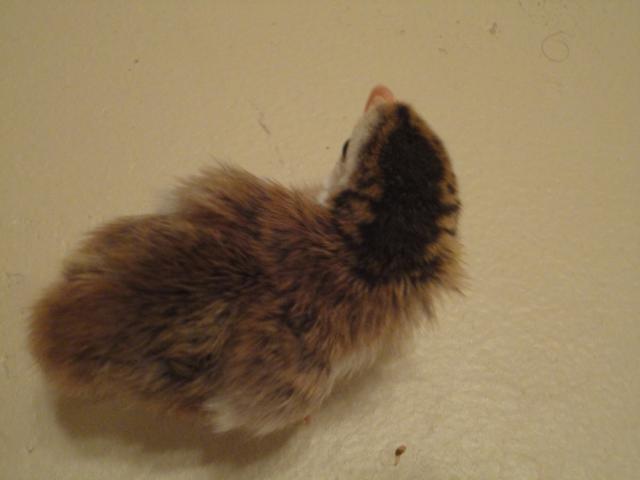 64605_dsc02522.jpg