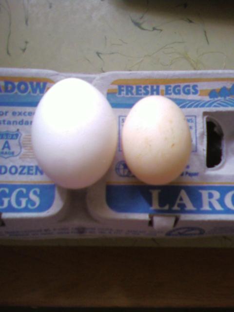 64605_firstegg.jpg