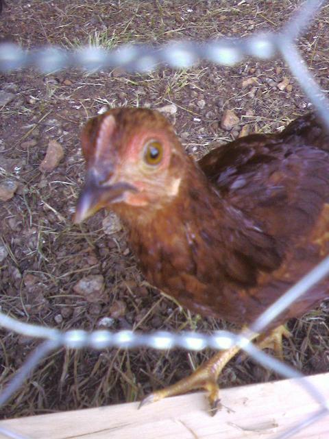 64605_pullet1.jpg