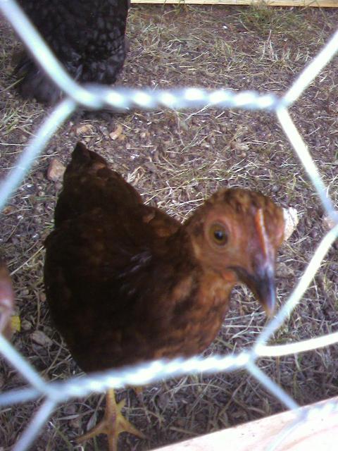 64605_pullet3.jpg