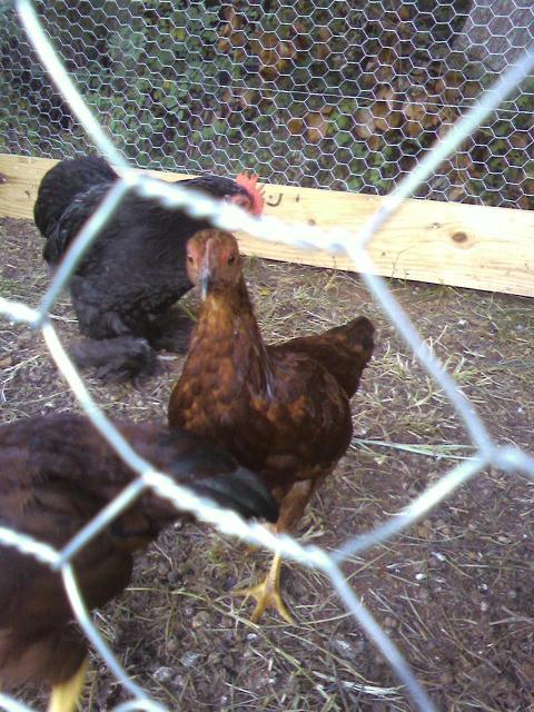 64605_pullet4.jpg