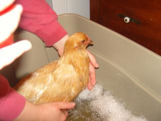 64662_chicken_bath_014.jpg