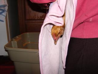 64662_chicken_bath_021.jpg