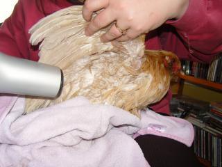 64662_chicken_bath_025.jpg