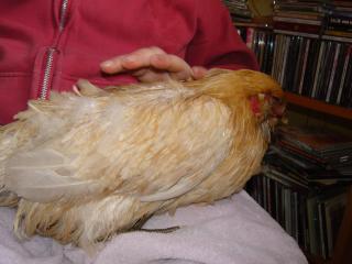 64662_chicken_bath_027.jpg